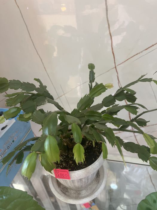 Цветы в горшках продам