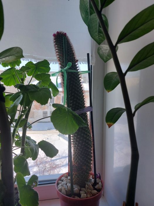 Кактусы цветущие