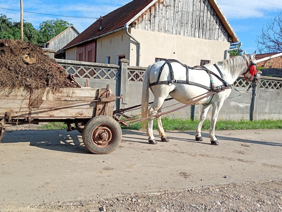 Vand iapa de 7 ani