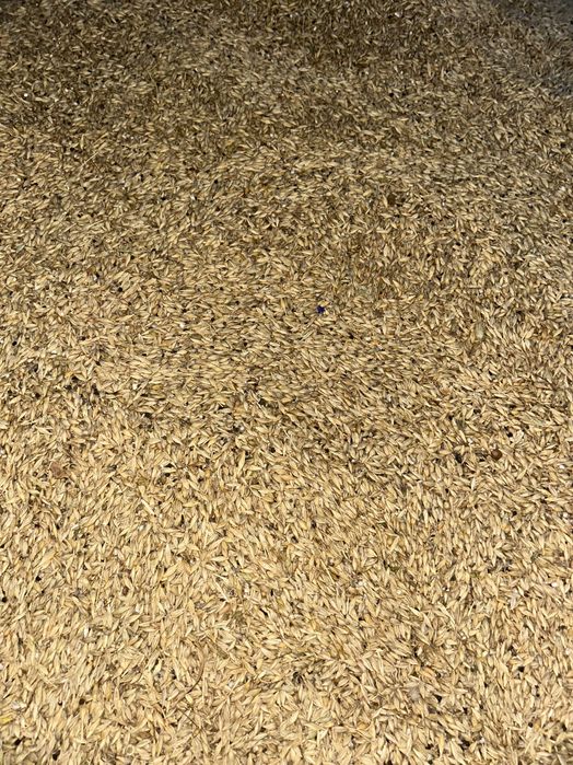 Vând orz și grâu, recolta 2025