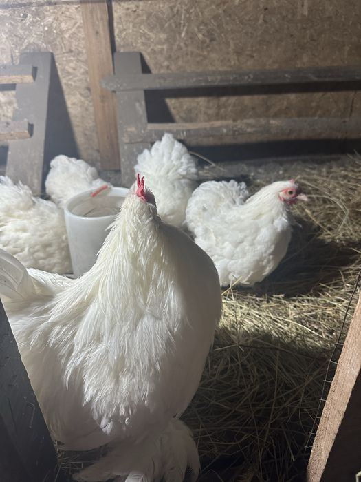 Карликовый кохинхин белый