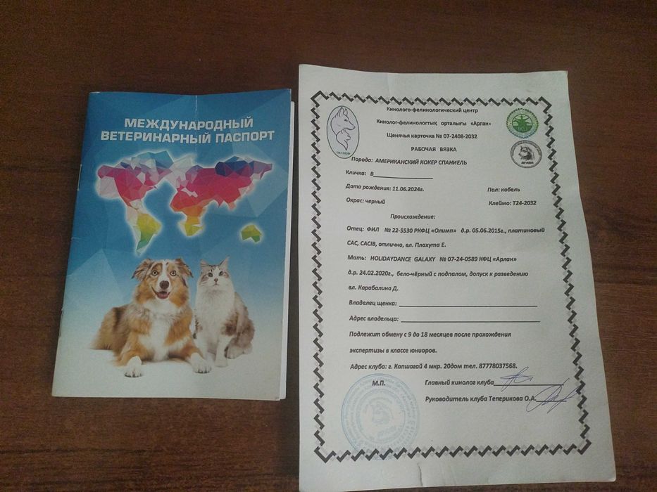 Продам американского кокер-спаниель