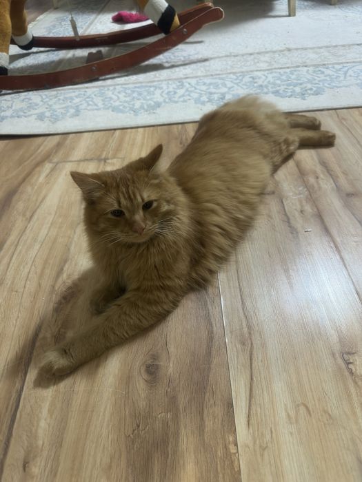 рыжий красивый кот