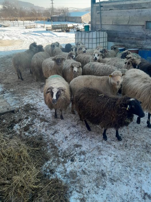 Vând 30 oi turcane