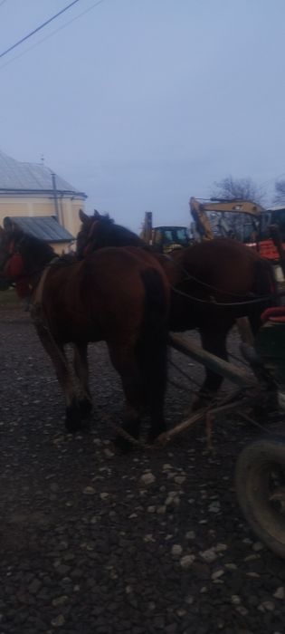 Vând sau schimb cu armăsar