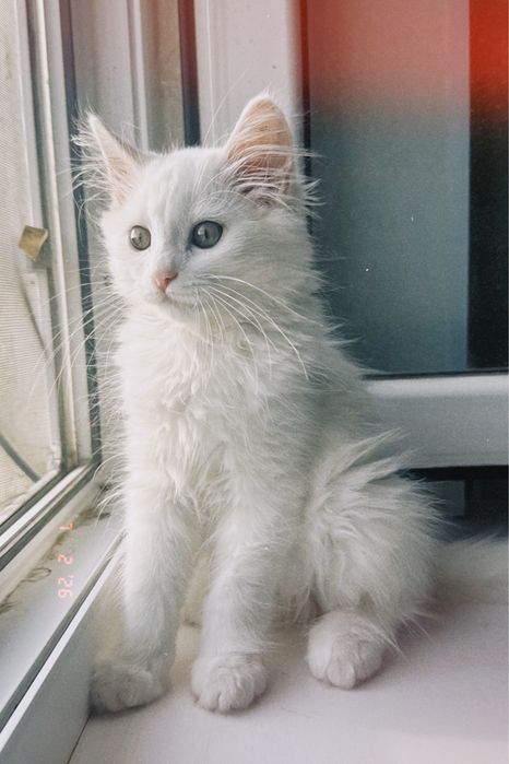 котёнок Тео!  Тео — мальчик, 4 месяца