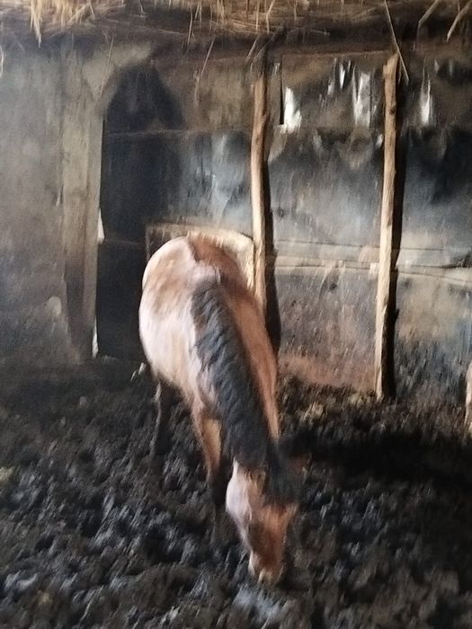 Жылқы семіз сатылады