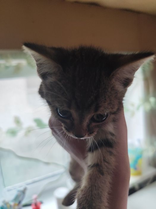 Отдам котенка девочка