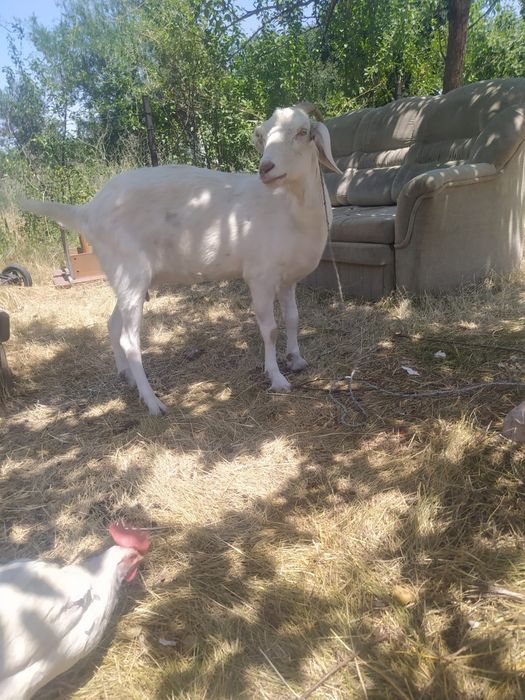 Продам козу  65000 тысяч