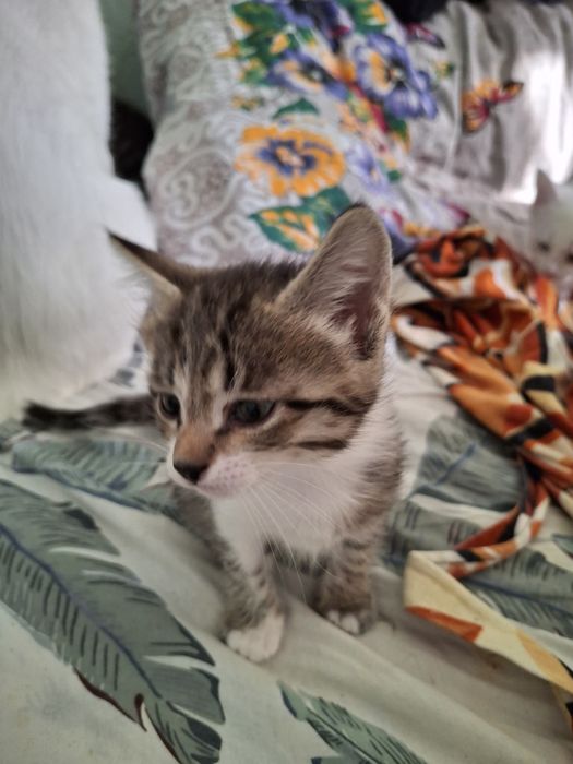 Котята мама Ангорка