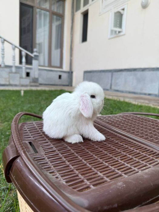 Кролики карликовые