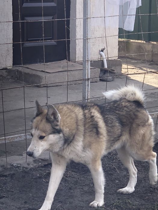 Вязка собаки лайки