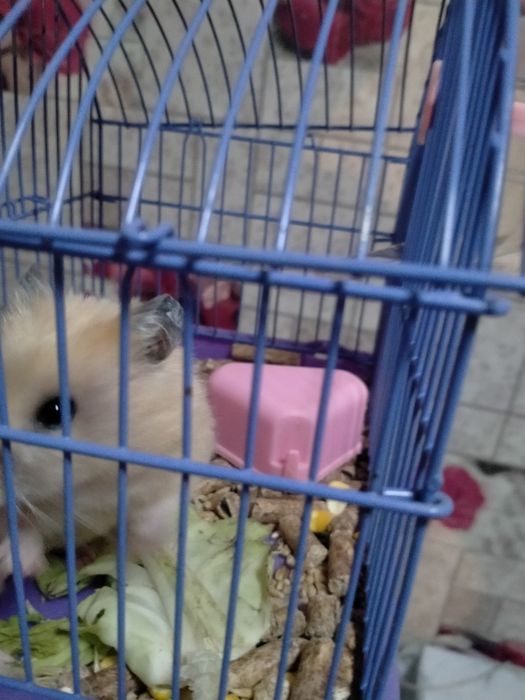 Продам хомяка мальчик