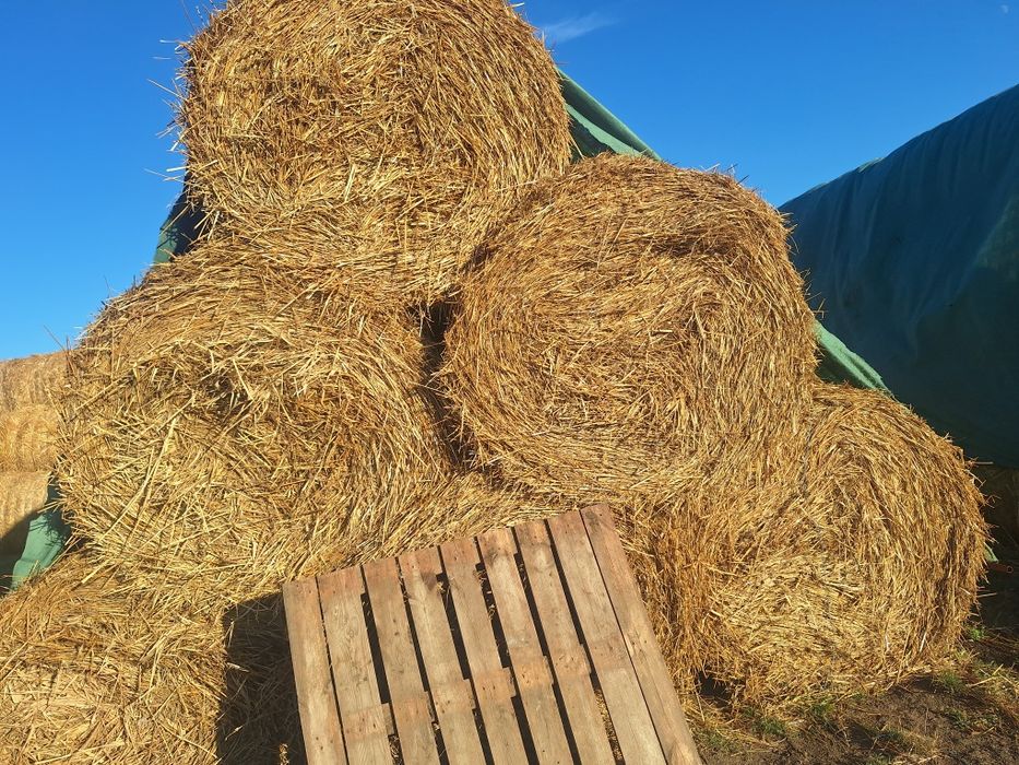 Coceni si paie   de vanzare