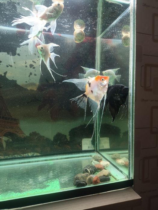 Продаю аквариум с рыбками