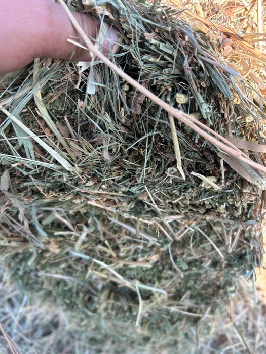 Кок Шоп сатылады | Продается Сено