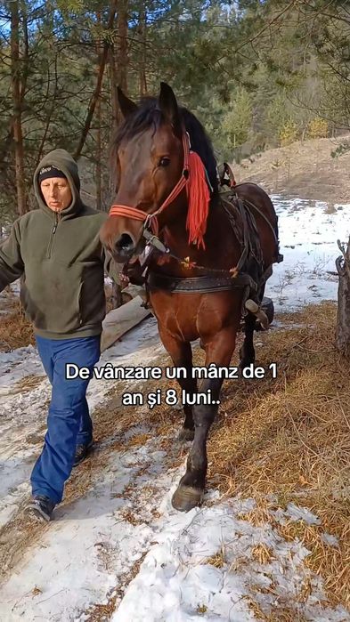 De vânzare mânz de 1 an și 8 luni