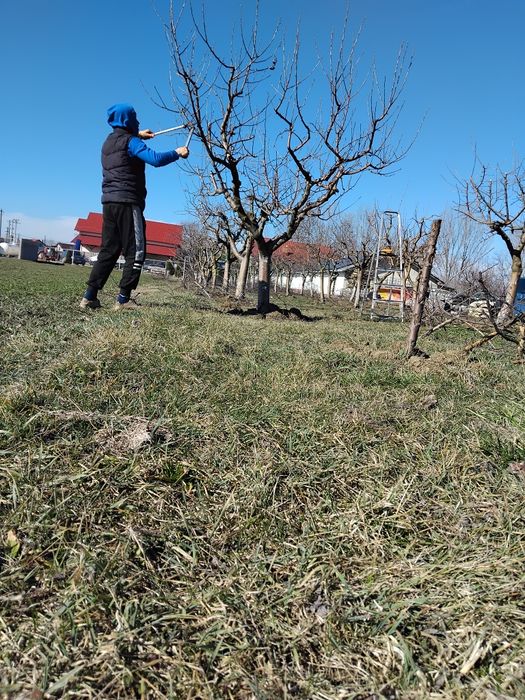 Tundem pomi fructiferi și vita de vie