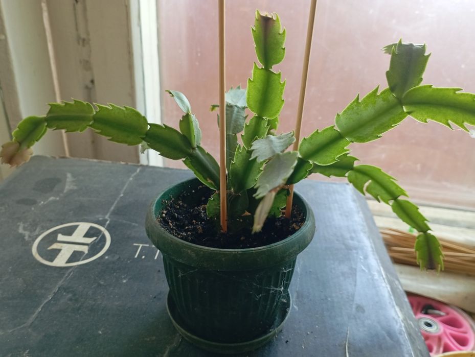 Продам комнатные растения