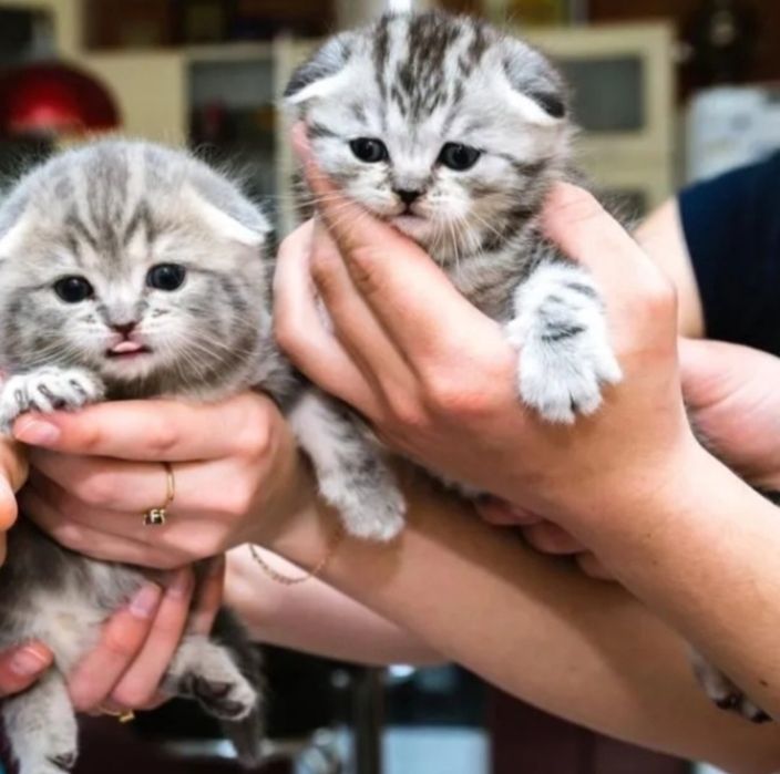 Предлагаюются Котятаа