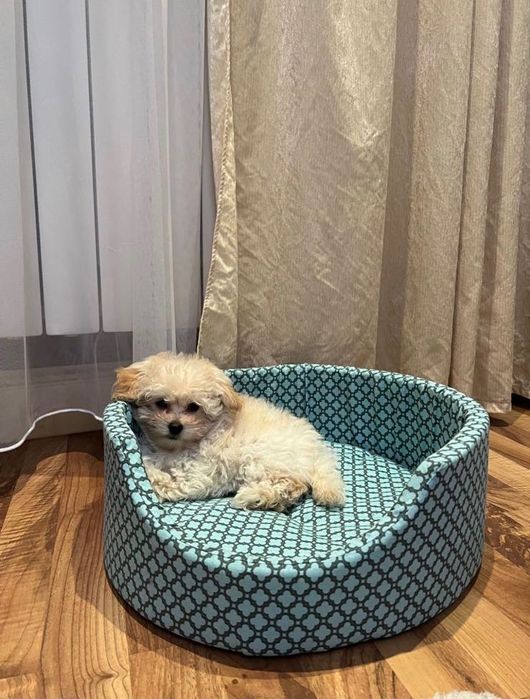 Мальтипу щенок ф1