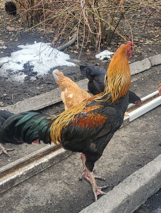 Дакан. Конец мая.