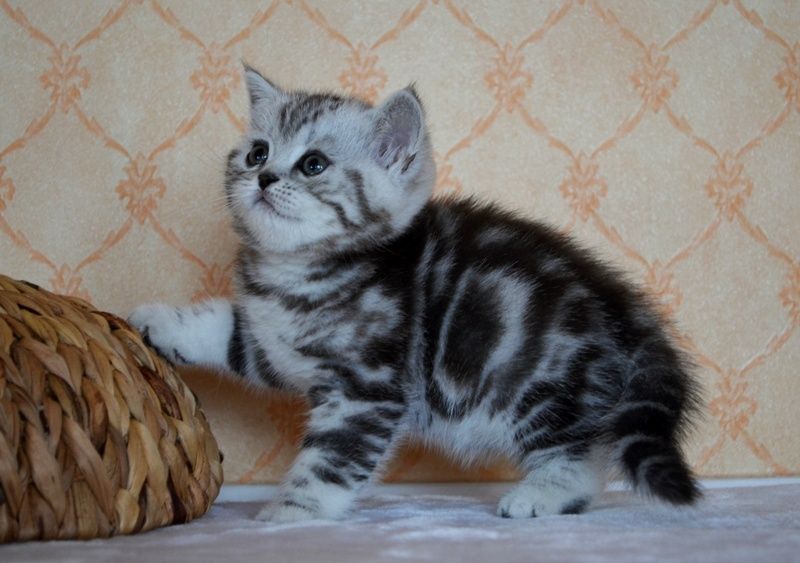 Котятки мраморятки