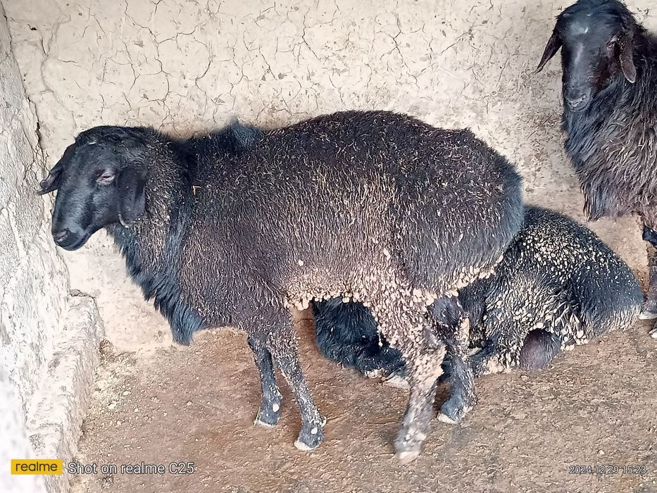 To'y va aqiqa marosimlari uchun qo'chqorlar sotiladi, kg