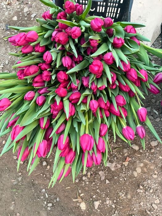 Тюльпаны оптом и в розницу