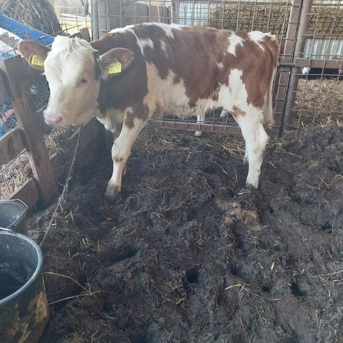 De vânzare vițea de 3 luni înțărcată