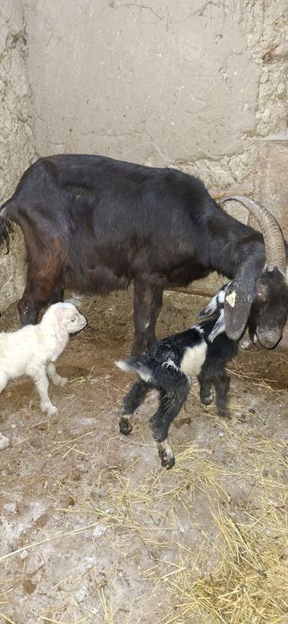 Vând capre fătate si gestante