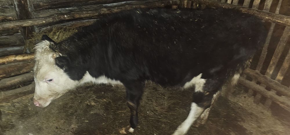 Продам телочку .