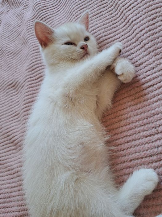 Котенца шотландски/британски