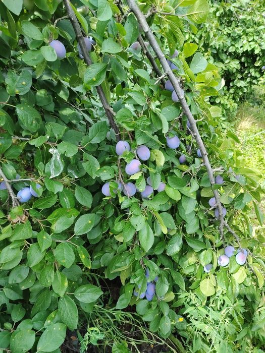 Prune centenar de vânzare