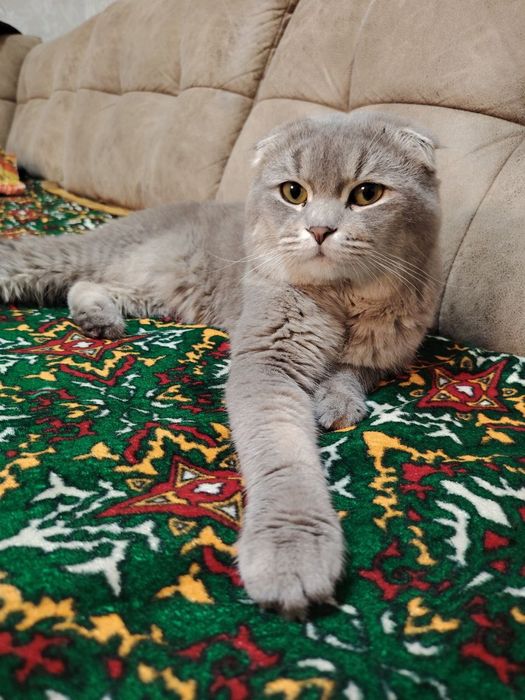 Зотдор мушук сотилади