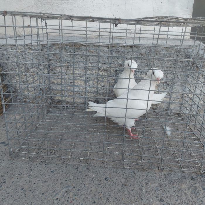 Бели двух чуби самка самец