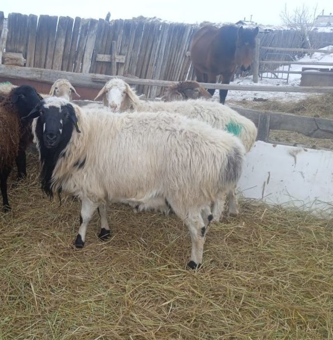 Домашние животные