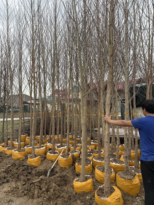 Чинор дарахтлари бор