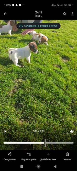 Джакчета момичета!