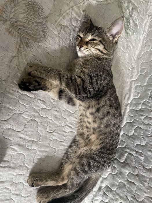 Котенок девочка 4 месяца