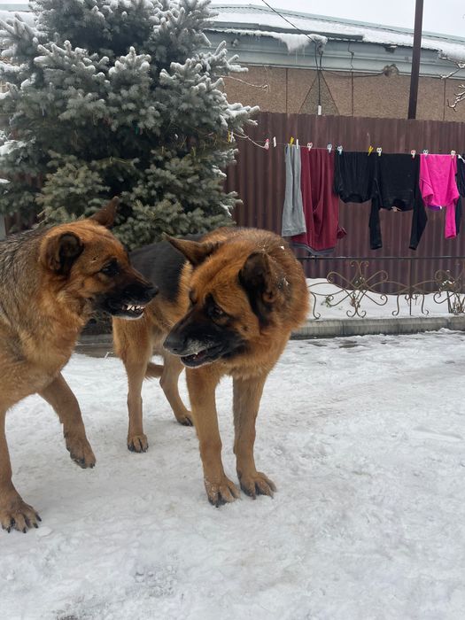 Авчарка кабель для случки.