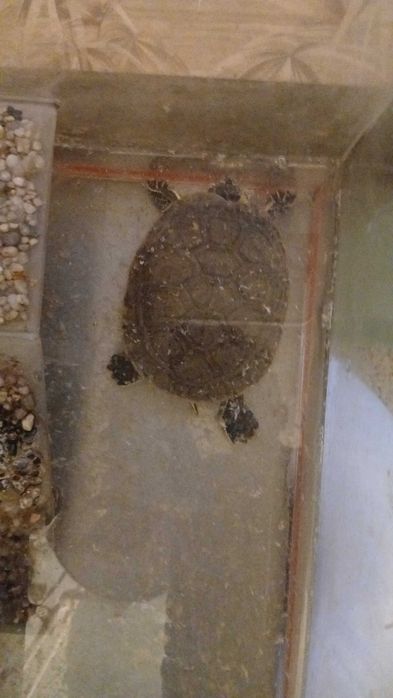 Vând broască țestoasă