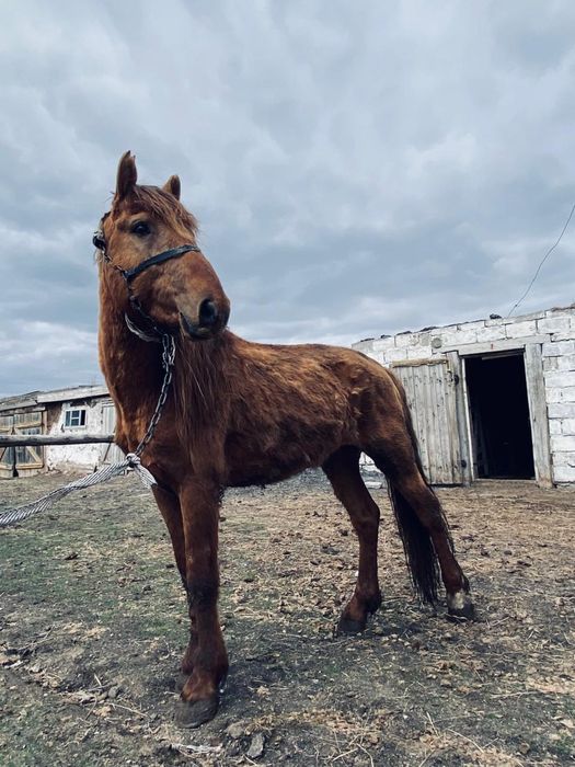Айгыр сатылады 4 жаста