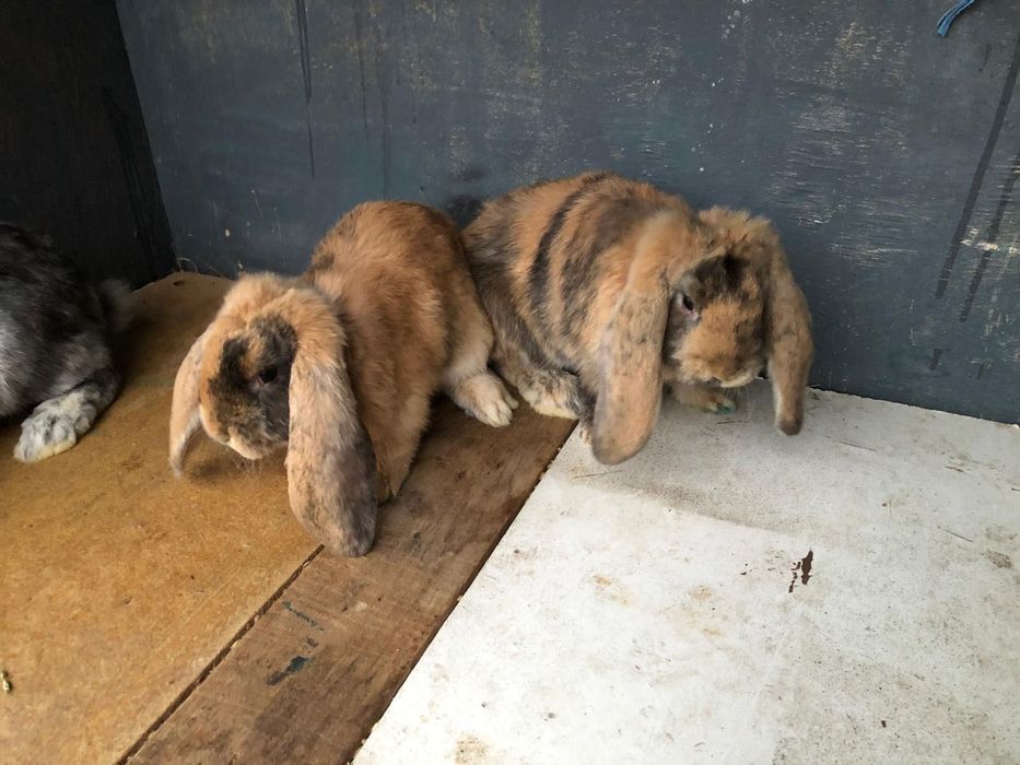 Iepuri Berbec german- rasa pura