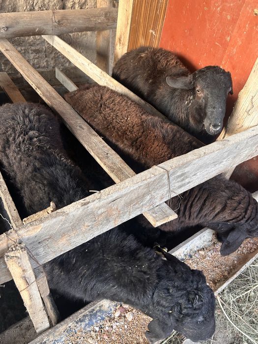 Семіз қошқарлар бар