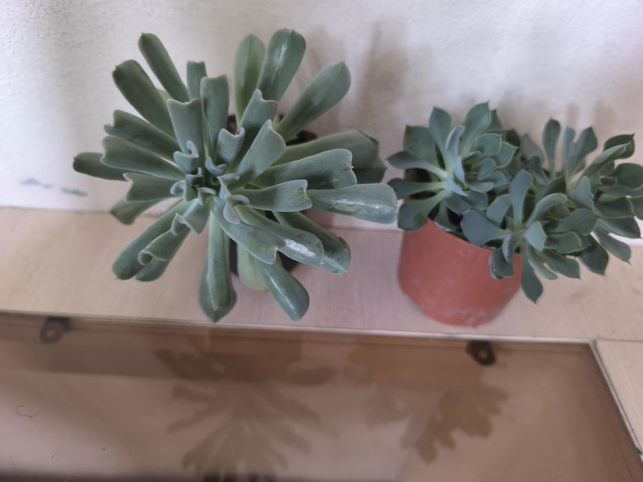 Суккуленты разные недорого продам