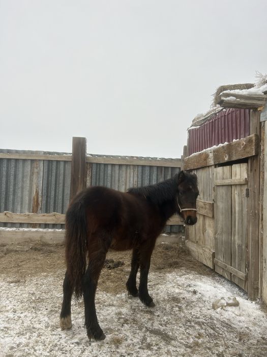Жабағы сатылады срочно