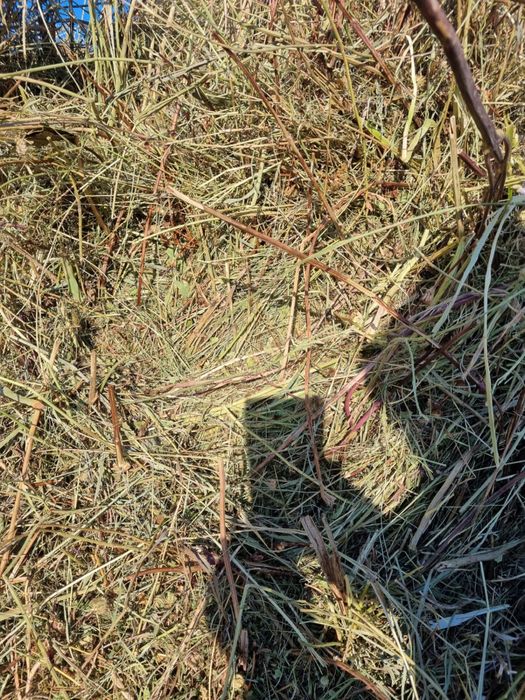 Продаётся сено Тюк 6000