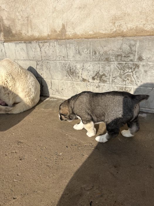 Қазақы төбет күшіктері