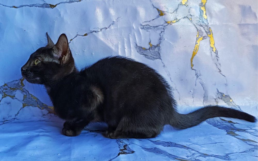 Черная бенгальская кошечка